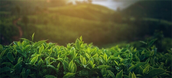 小鹿茶加盟费