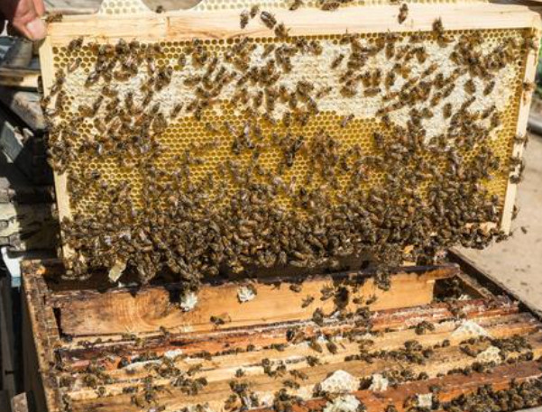 蜜蜂养殖加盟费