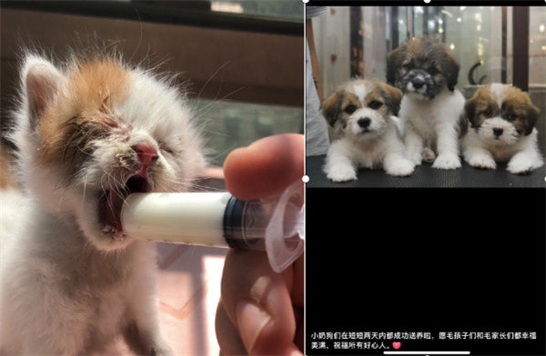 小佩宠物