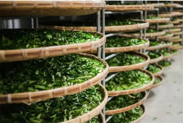 品牌茶叶连锁店加盟费