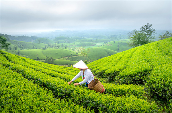 月上茶颜