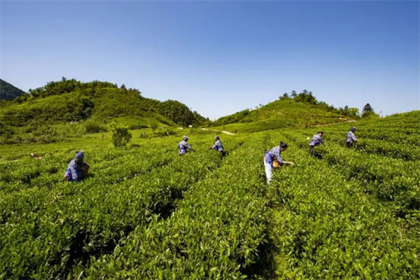 益善茶业
