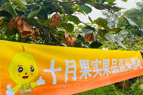 十月果实