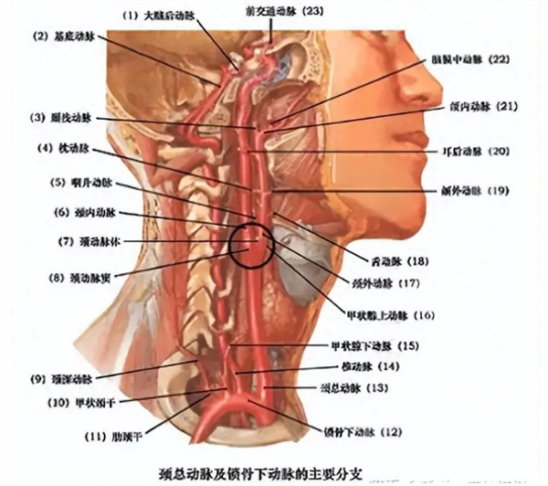 肩颈世家