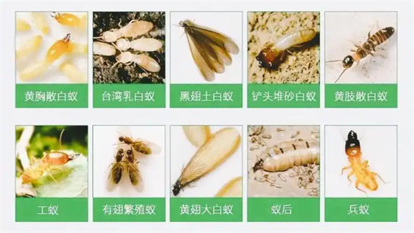 除虫灭鼠