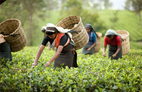 茶太良品奶茶
