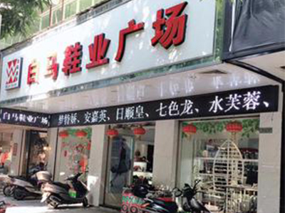 白马女鞋