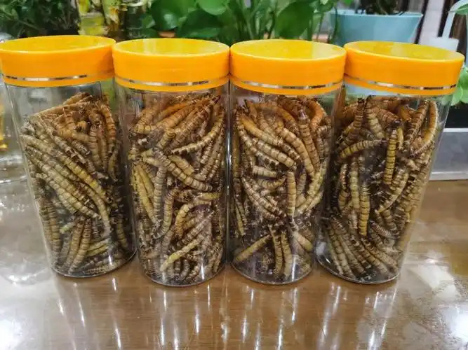 在上海蛋白虫养殖是真的能挣钱吗？前景又如何？