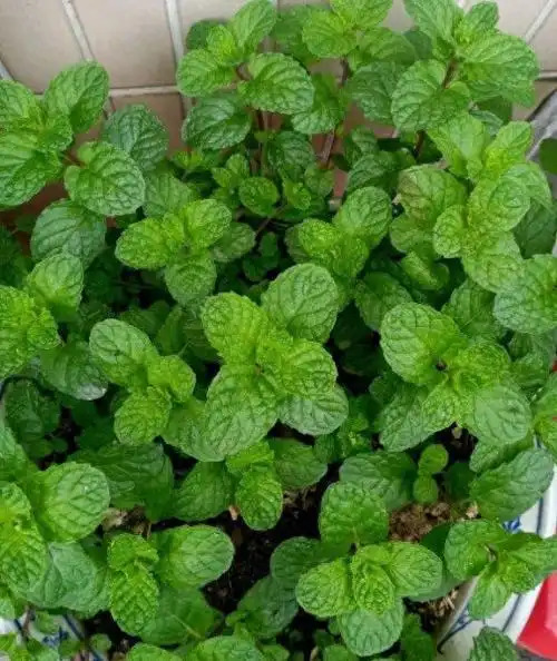 室内种植什么挣钱快？深度剖析高收益品种！