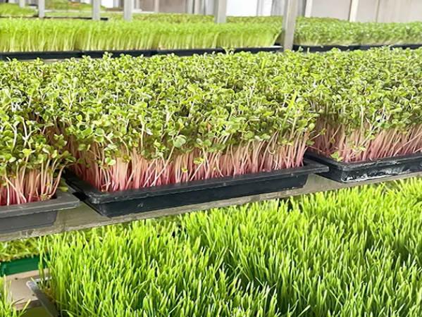 2025 年芽苗菜创业靠谱吗？新手能从中获利吗？